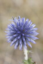 Echinops ritro