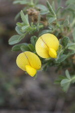 Bugrane naine