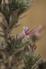 Vipérine des Pyrénées - la fleur