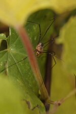 Opilion sp.