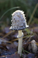 Coprin chevelu