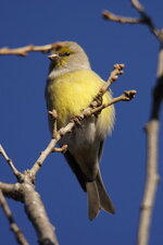 Venturon montagnard