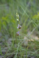 Ophrys bourdon - sous réserve