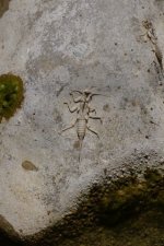 Exuvie de calopteryx - sous réserve