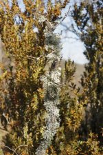 Brochette de lichens fruticuleux