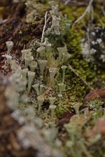 Cladonia fimbriata - sous réserve