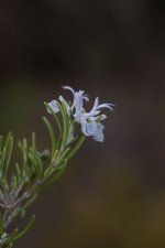 Fleur de romarin - Rosmarinus officinalis