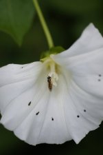 Petit syrphe sur une fleur de liseron