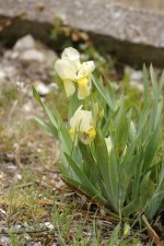 Iris nain - variante jaune