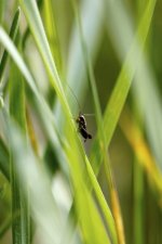Petite sauterelle noire - de profil