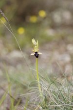 Ophrys de Provence - sous réserve