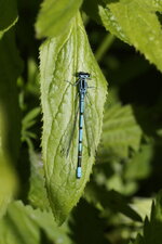 Agrion jouvencelle