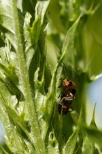 Cantharis fusca - sous réserve