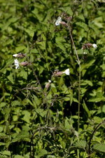 Compagnon blanc