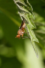 Dryomizidé sp.