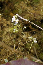 Plante aquatique