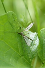 Tipule sp.