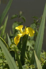 Iris des marais