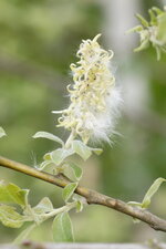 Dissémination de graines de saule