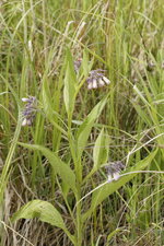 Consoude officinale