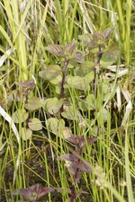 Menthe aquatique