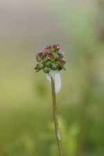 Fleur de pimprenelle