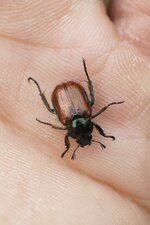 Hanneton des jardins - Phyllopertha horticola