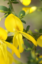 Fleur de genêt