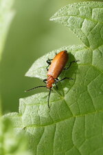 Pyrochroa serraticornis