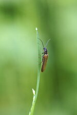 Rhagonycha limbata - sous réserve