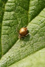 Curiosité entomologique