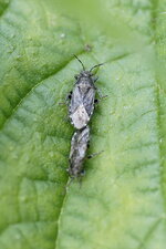 Dicranocéphalus sp. ?