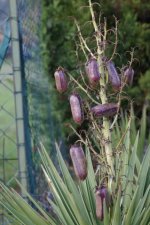 Fruits de yucca - Yucca filifera
