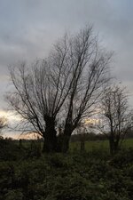 Une trogne