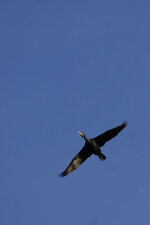 Grand cormoran - Phalacrocorax carbo