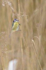 Mésange bleue