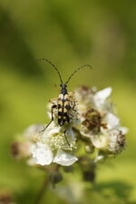 Lepture tâchetée