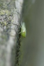 Cicadelle sp.