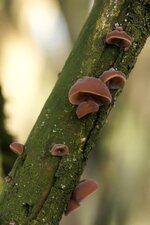Champignon