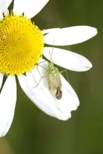 Adelphocoris lineolatus - sous réserve