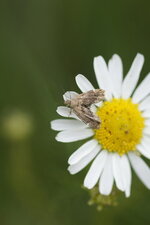 Microlépidoptère