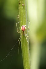 Enoplognatha sp. ?
