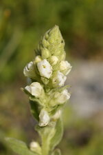 Molène lychnide