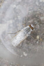 Acrosathe annulata