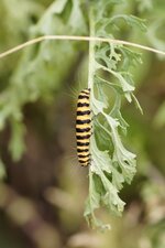 Chenille de l