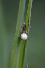 Enoplognatha sp.