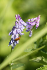 Deraeocoris ruber