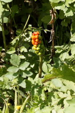Fruit d
