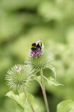 Bombus sp.