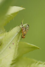 Chaetostomella cylindrica - mâle